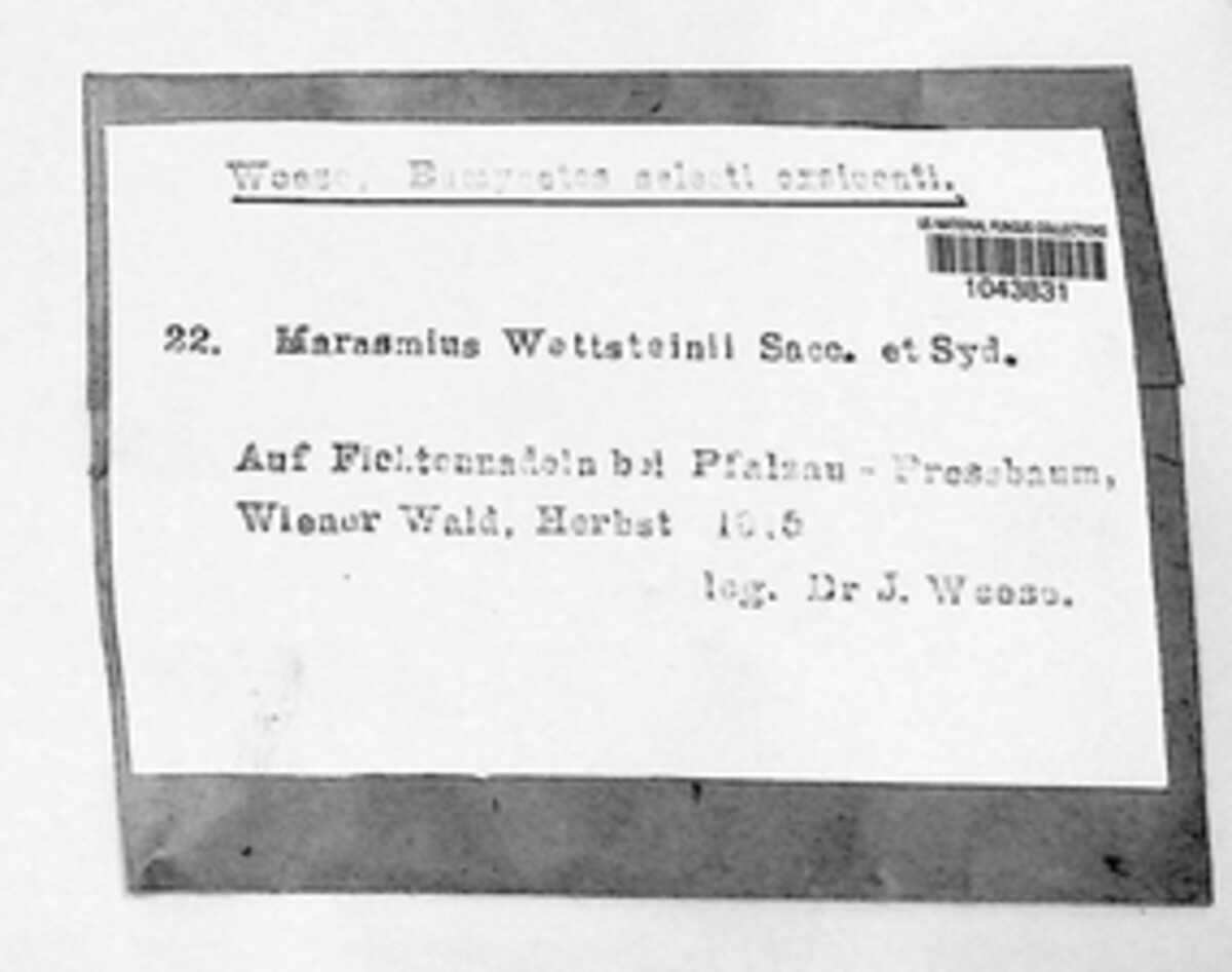Marasmius image